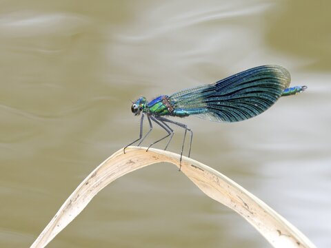 Banded demoiselle (Calopteryx splendens), male, Solms, Hesse