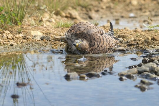 Falco Tinnunculus, Kestrel, Kestrel, Bath, Bird Bath, Birds, Falcon, Falconiformes, Falcons, Birds of Prey, Hawk, Raptors, Drinking, Birdbath, Birds, Watering Place