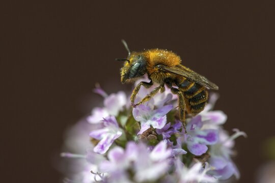 Thorned mason bee, hymenoptera, mason bee, osmia spinulosa, spined mason bee, female, insects, female, wild bees