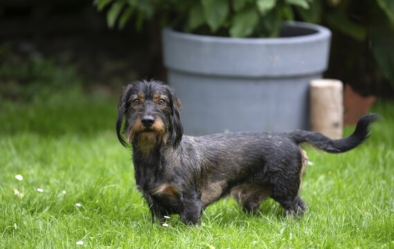 Rough-haired dachshund (Canis lupus familiaris) male, 4 years, attentive, in a meadow, in garden, Stuttgart, Baden-W&uuml;rttemberg, Germany