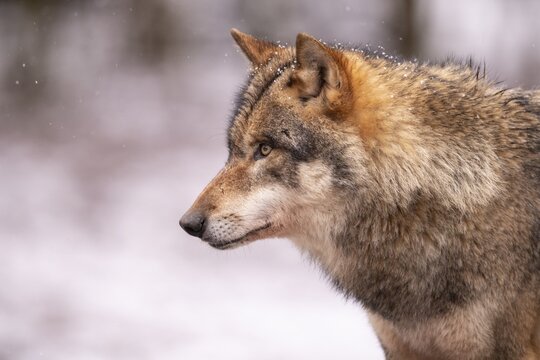 Gray wolf (Canis lupus), portrait, winter, Neuhaus, Lower Saxony, Germany
