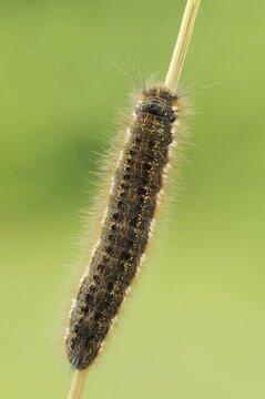 Drinker moth (Euthrix potatoria), caterpillar, North Rhine-Westphalia, Germany