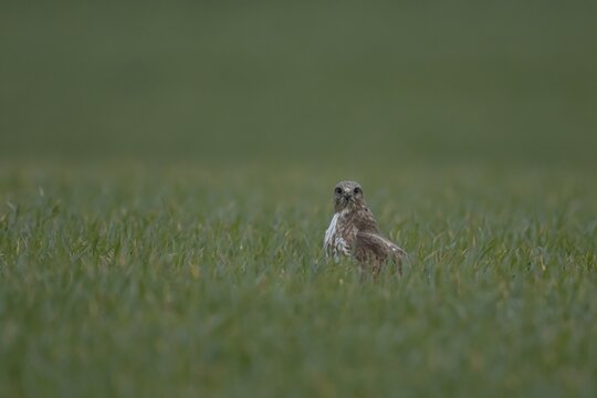 Common buzzard (Buteo buteo) adult bird of prey raptor in a farmland cereal field, Norfolk, England, United Kingdom