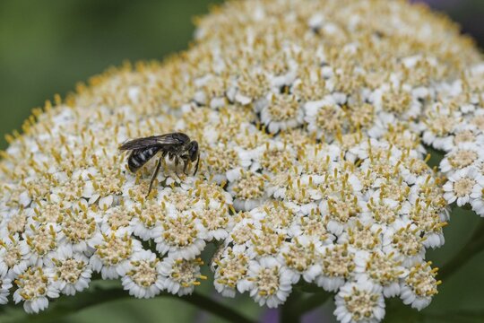 Bellflower narrow bee (Lasioglossum costulatum), Emsland, Lower Saxony, Germany