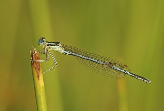 White-legged damselfly (Platycnemis pennipes) Male sitting on a blade of grass, Hesse, Germany