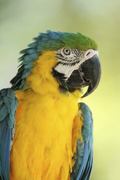 Blue and yellow macaw (Ara ararauna) or ararauna, portrait, captive, occurring in South America