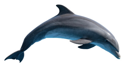 Gray dolphin leaping gracefully, isolated on transparent background © Christopher