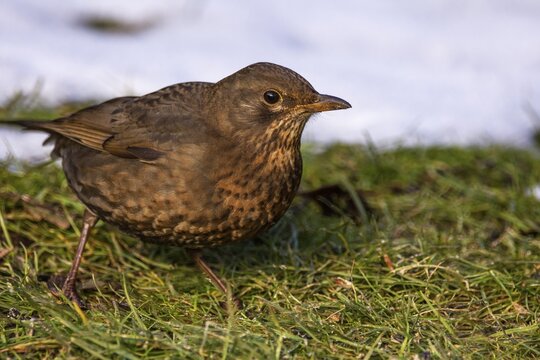 Female blackbird (Turdus merula) foraging in the countryside at the edge of a snow-covered area, Baden-W&uuml;rttemberg, Germany
