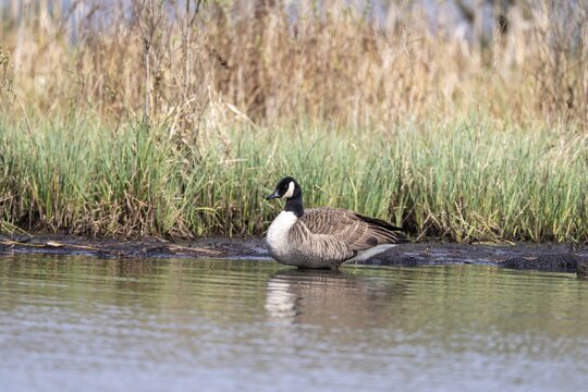 Canada goose (Branta canadensis), Vulkaneifel, Rhineland-Palatinate, Germany