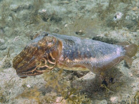 A common cuttlefish (Sepia officinalis) swims above a sandy seabed, surrounded by seaweed, at the El Cabron Marine Reserve dive site, Arinaga, Gran Canaria, Spain, Europe, Atlantic Ocean