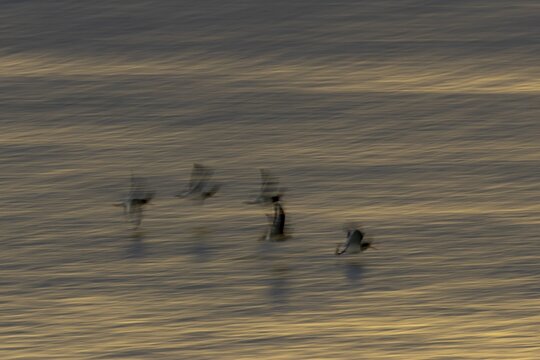 Eurasian oystercatcher (Haematopus ostralegus) five adult wader birds flying over the sea slow shutter speed abstract image blur image, England, United Kingdom