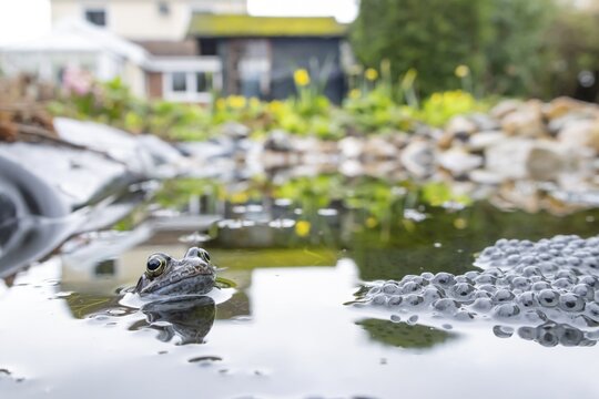 Common frog (Rana temporaria) adult amphibian amongst spawn eggs on the water surface of an urban garden pond in spring, England, United Kingdom