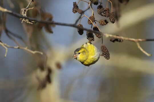 European siskin (Spinus spinus) adult bird feeding on Alder (Alnus glutinosa) tree seeds, Suffolk, England, United Kingdom