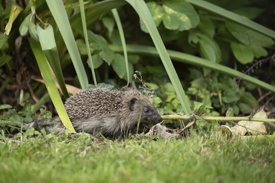 European hedgehog (Erinaceus europaeus) juvenile baby animal on a garden flower bed, England, United Kingdom