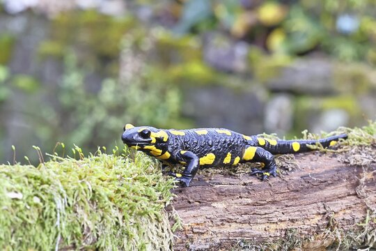 Fire salamander (Salamandra salamandra), running over mossy forest floor, wildlife, looking into the camera, close-up, Wilnsdorf, North Rhine-Westphalia, Germany
