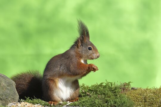 Eurasian red squirrel (Sciurus vulgaris), sitting on moss and eating sunflower seeds, Wilden, North Rhine-Westphalia, Germany