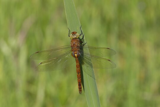 Norfolk hawker (Aeshna isoceles) dragonfly resting on an Iris plant leaf, Norfolk, England, United Kingdom