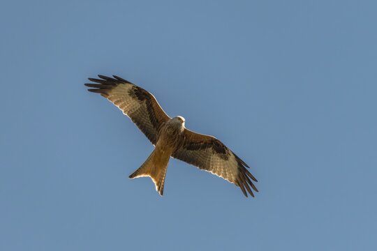Accipitriformes, Milvus Milvus, Red Kite, Red Kite, Red Kite, Birds, Flying, Flight, Raptors, Birds