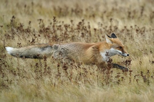 Red fox (Vulpes vulpes) running in a meadow, Czech Republic