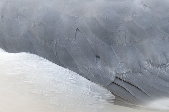 European herring gull (Larus argentatus), feathered, feathers, Lauvsnes, North Trondelag, Norway