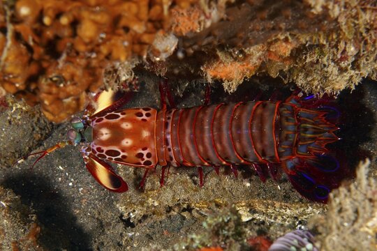 A red clown mantis shrimp (Odontodactylus scyllarus) in its natural environment, dive site USAT Liberty, Tulamben, Bali, Indonesia