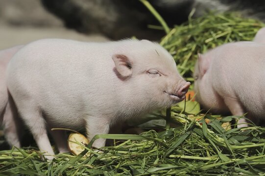 G&ouml;ttingen minipig (Sus scrofa f. domestica), piglet, North Rhine-Westphalia, Germany