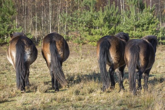 Equus ferus caballus, exmoor pony, Germany, Greiz, horse, odd-toed ungulates, perissodactyla, P&ouml;llwitzer Wald, Thuringia, grazing, domesticated animals, extensive grazing, pet, heather care, horses, house pet, mammals, horses, pony, mammals, unpaired ungulates