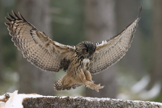 Eurasian eagle-owl (Bubo bubo) flying on a tree trunk, Czech Republic