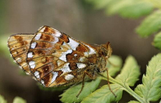 Boloria aquilonaris, cranberry fritillary, high moor mother-of-pearl butterfly, cranberry moth, butterfly, insects, butterfly, butterflies