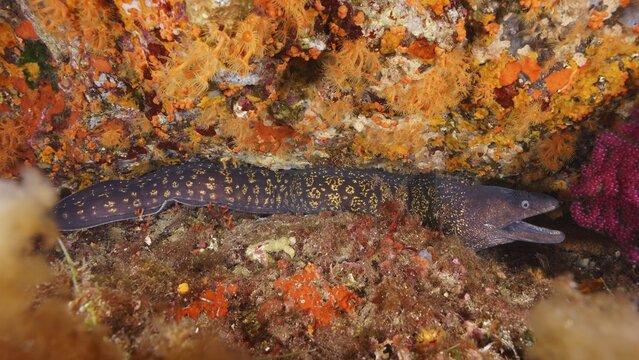 A Mediterranean moray eel (Muraena helena) with pattern lies between colourful sea sponges and Yellow cluster anemones (Parazoanthus axinellae), dive site Sec de la Jeaune Garde, Giens peninsula, Provence Alpes C&ocirc;te d'Azur, France