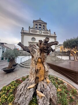 Dead olive tree with carving, San Mateo church in the back, Vega de San Mateo, Gran Canaria, Canary Islands, Spain