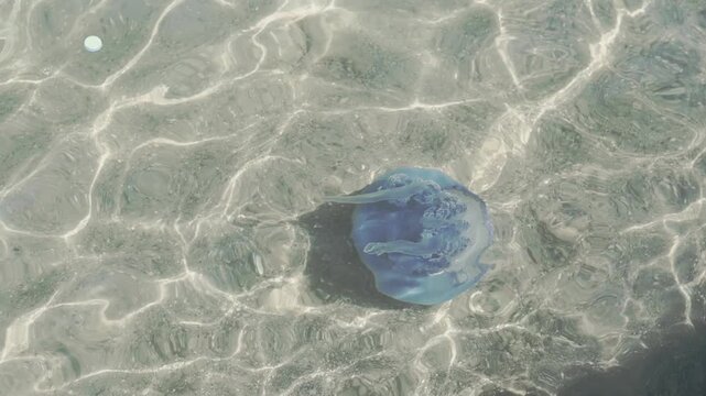 Blue jellyfish feeding and drifting through shallow clear water, captured in smooth slow motion with sunlight reflections on the sandy seabed.
