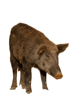 Wild boar animal standing looking down, transparent background