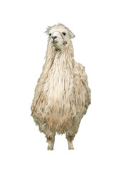 White alpaca sitting on transparent background © Jair Fonseca