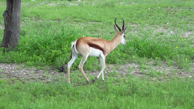 ナミビアの草原を歩くスプリングボック、雨季の緑とサバンナの野生動物（Springbok Walking on Green Savanna Grassland, Namibia）