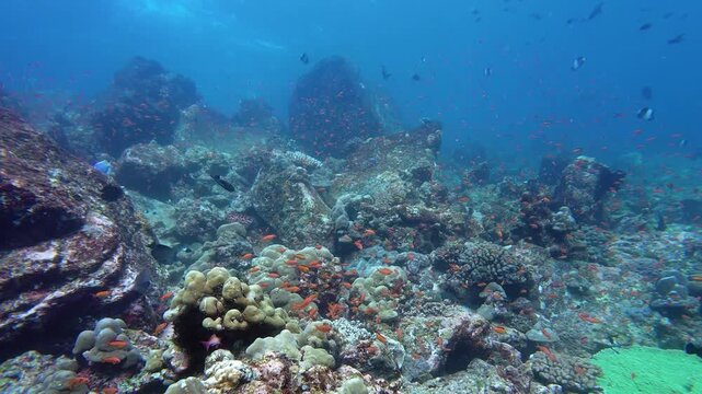 Weh Island, Indonesia : Slow motion footage of fishes swim on colorful rocky coral reef in Arus Balee, famous dive site in Weh Island of Sabang, Aceh, Indonesia
