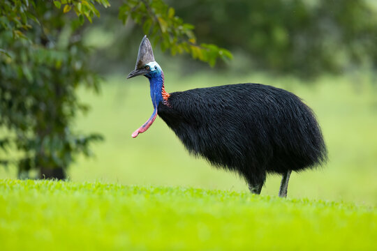 Southern cassowary / Helmkasuar (Casuarius casuarius)