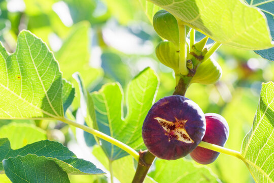 Ripe purple figs growing on tree