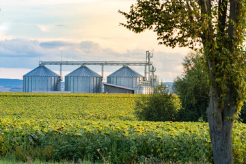 Grain silos and agricultural fields framed by trees at golden hour © Cristi