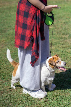Small dog walking on a leash outdoors