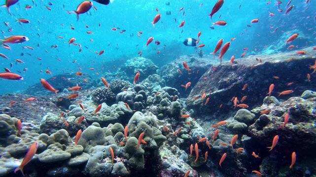 Weh Island, Indonesia : Underwater footage school of fish and colorful coral reef in Seulako Cave, famous dive site with rock overhangs in Weh Island of Sabang, Aceh, Indonesia