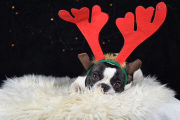Funny black and white French Bulldog wearing oversized red reindeer antlers and hiding its face in a fluffy white blanket against a dark festive background. © doda