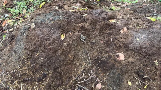 Indian village cow dung organic compost manure for the fields