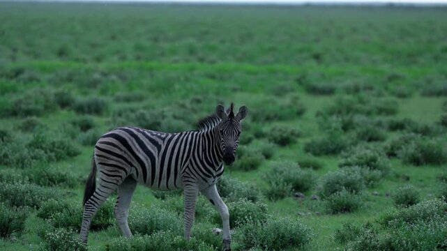 ナミビアの草原を歩くサバンナシマウマの群れと子馬（Plains Zebras Walking on Green Savanna Grassland in Namibia）
