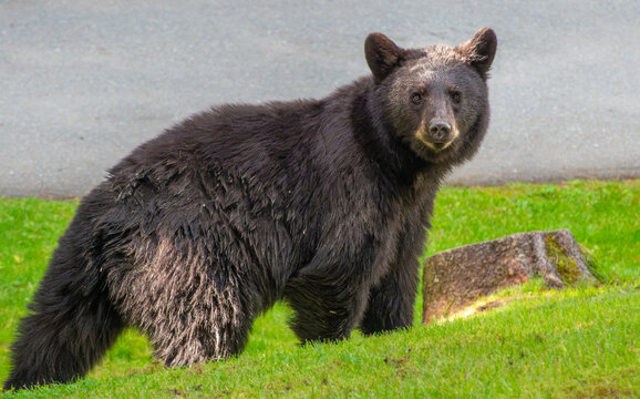 Observed or observer, a black bear looks steadily and intently into the camera, Blackcomb area, Whistler, British Columbia, Canada