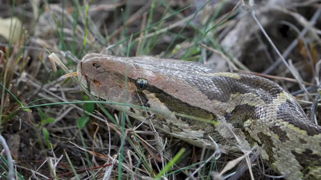 Indian python tongue-flicking among dry grass, close-up
