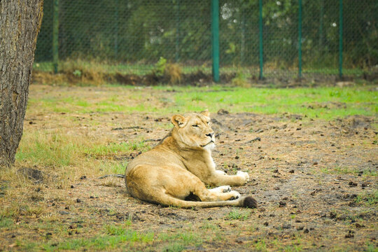 Lioness resting on the ground in a spacious outdoor zoo enclosure surrounded by trees.