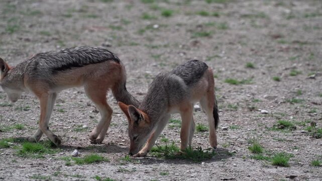 ナミビアのサバンナで餌をあさる2頭のセグロジャッカル、野生動物の行動観察（Black-backed Jackals Foraging in Namibia Savanna）