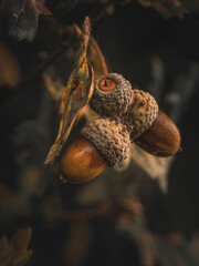 Cluster of ripe brown acorns hanging from oak branches in soft natural light, creating an authentic autumn close-up ideal for woodland ecology, seasonal backgrounds and botanical nature projects. © UQink