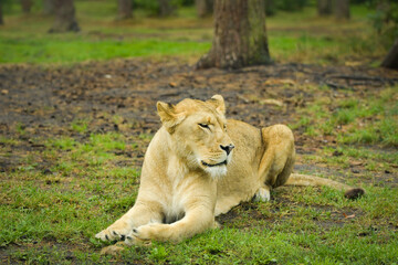 African lioness resting peacefully on green grass in an outdoor zoo enclosure © doda